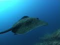 SeaHunter - Cocos & Malpelo