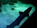 black tip reef sharks