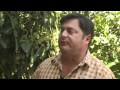 Why Is This Farmer Planting Avocado Trees Among His Lemon Trees?