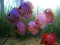 AQUARIO PLANTADO DE 2 METROS DISCUS 