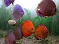 AQUARIO DE 2 METROS DISCUS AQUARIO DE 2 METROS DISCUS