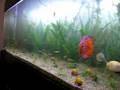 AQUARIO DE 2 METROS DISCUS