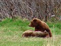 Brown Bears, Katmai National Park