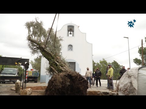 La Nucía planta un olivo centenario junto a la Ermita de Sant Vicent
