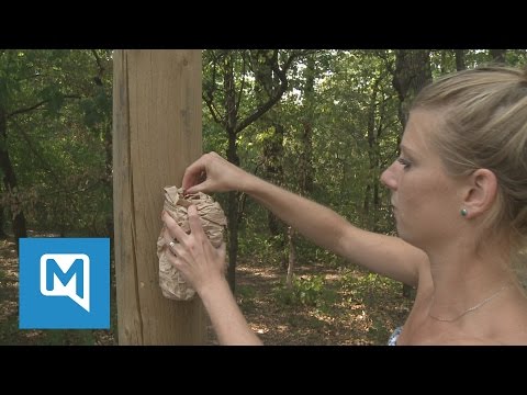 Die Wespennest-Attrappe: Funktioniert sie wirklich? Wir haben den Test gemacht