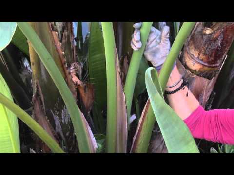 how to care bird of paradise plant