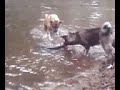 tyson raggin a tyre out o river tyson raggin a tyre out o river