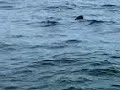 Basking Sharks Basking Sharks