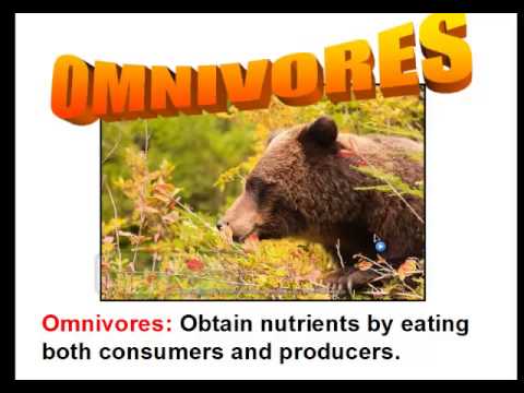 consumers - This video goes over the difference between producers and consumers. It will cover photosynthesis and chemosynthesis. In addition, this video discusses the d...