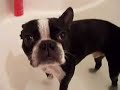 Mr Tiny Dog Gets A Bath