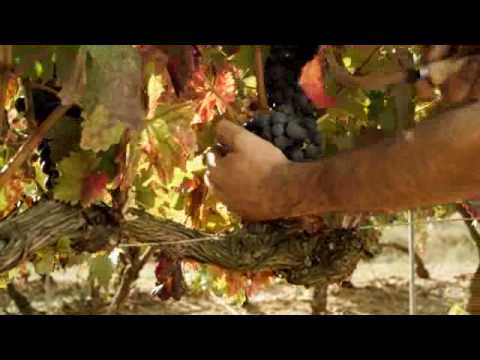 CONGRESO ESTATAL  VOLUNTARIADO LA RIOJA 2010. RACIMOS DE HUMANIDAD