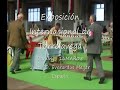 Exposici�n Nac. e Inter. Canina Torrelavega Schnauzer Mini