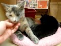 OFR - Pokey - Available for adoption