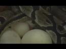 Ball Python laying eggs