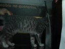 gatito en adopcion