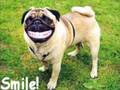 Funny cat pictures