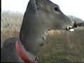 Tame whitetail deer invades turkey hunting party