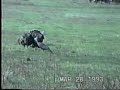 Tame whitetail deer invades turkey hunting party