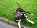 Der faule Hund