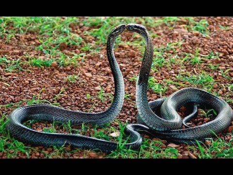 how to properly breed a ball python