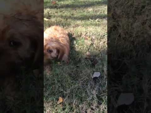 Female Cava Poo puppy for sale!!