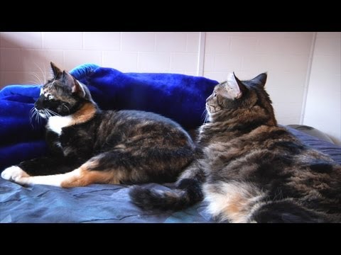 how to properly introduce cats to each other