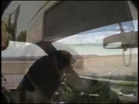 Funny Beagle Dog funny dog videos. Funny Beagle Dog