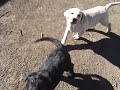 BIG BOY LABRADORS