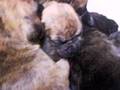 Cria de Bantha y Skator (perros boxer)