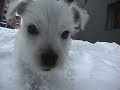 I Am The Snow Dog