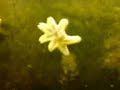 Star fish splitting Star fish splitting