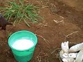Cassava Cultivation in Rwanda Cassava Cultivation in Rwanda