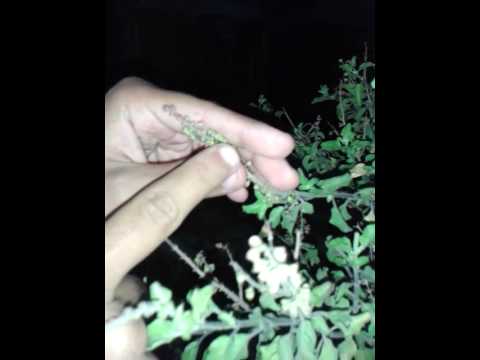 how to fertilize tulsi