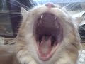 I Dare You to Watch This Video and Not Yawn