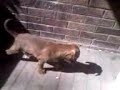 TOP NOTCH pitbull pups2