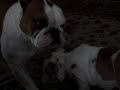 gus gets a new sister