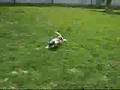 Chinese Crested video