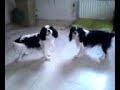 Cavaliers Mike en Apollo spelend in huis Cavaliers Mike en Apollo spelend in huis