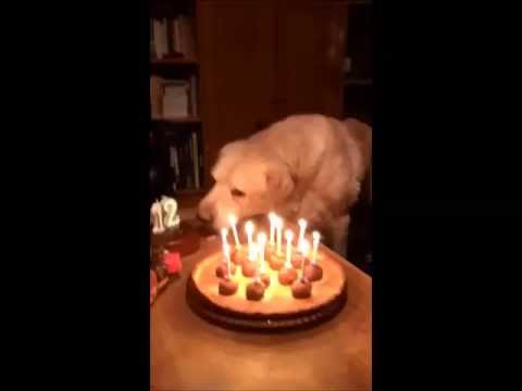 Asky 12th Birthday Labrador