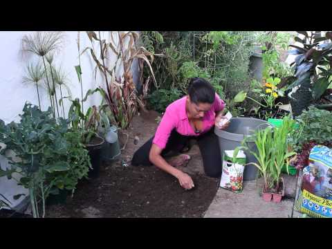 how to dry corn to replant