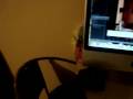 videos de Shih Tzu Reina Roncando!!!!