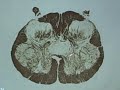 Sacral Cord Part 2