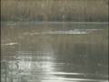Pescuit de stiuca in DELTA