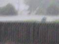 Brisbane-Storm-16-No