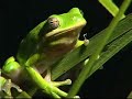 HOPE - Tree Frog (DiKi Records)