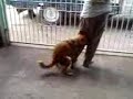 animalistic