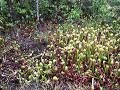 Darlingtonia Californica