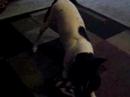 me playing with my rat terrier on a saturday afternoon