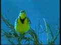 PANALAMATAN TANO SO ALLAH (GIVE THANKS TO ALLAH)