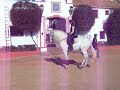 First day of Piaffe for this stallion